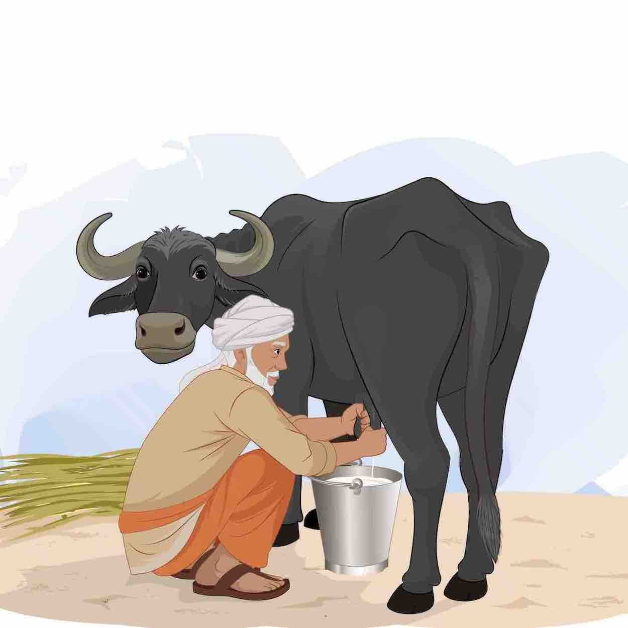 An old Indian man milking a buffalo animated vector cartoon character AKA Hariom