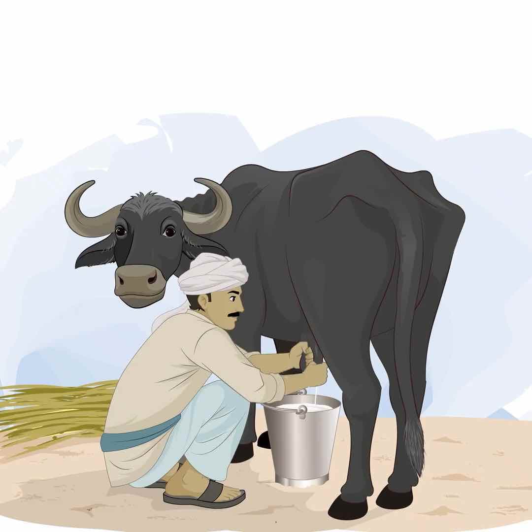 An Indian village man milking a buffalo animated vector cartoon character AKA Bhola