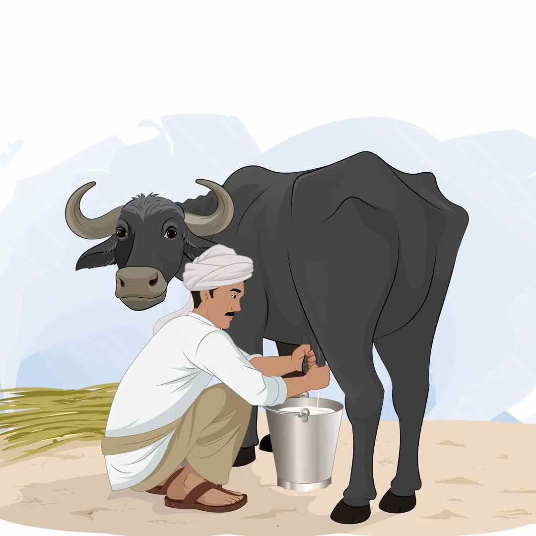 A young Indian farmer milking a buffalo animated vector cartoon character AKA Ramesh