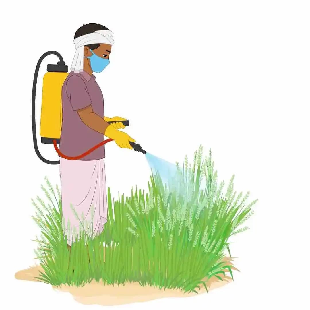 Village man spraying fertilizer animated vector cartoon character AKA Harish